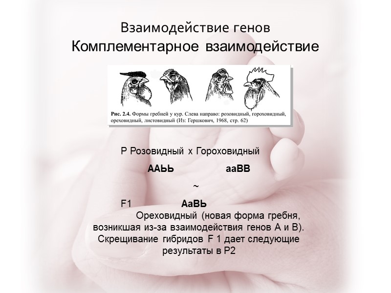 Взаимодействие генов Комплементарное взаимодействие Р Розовидный х Гороховидный   ААЬЬ   